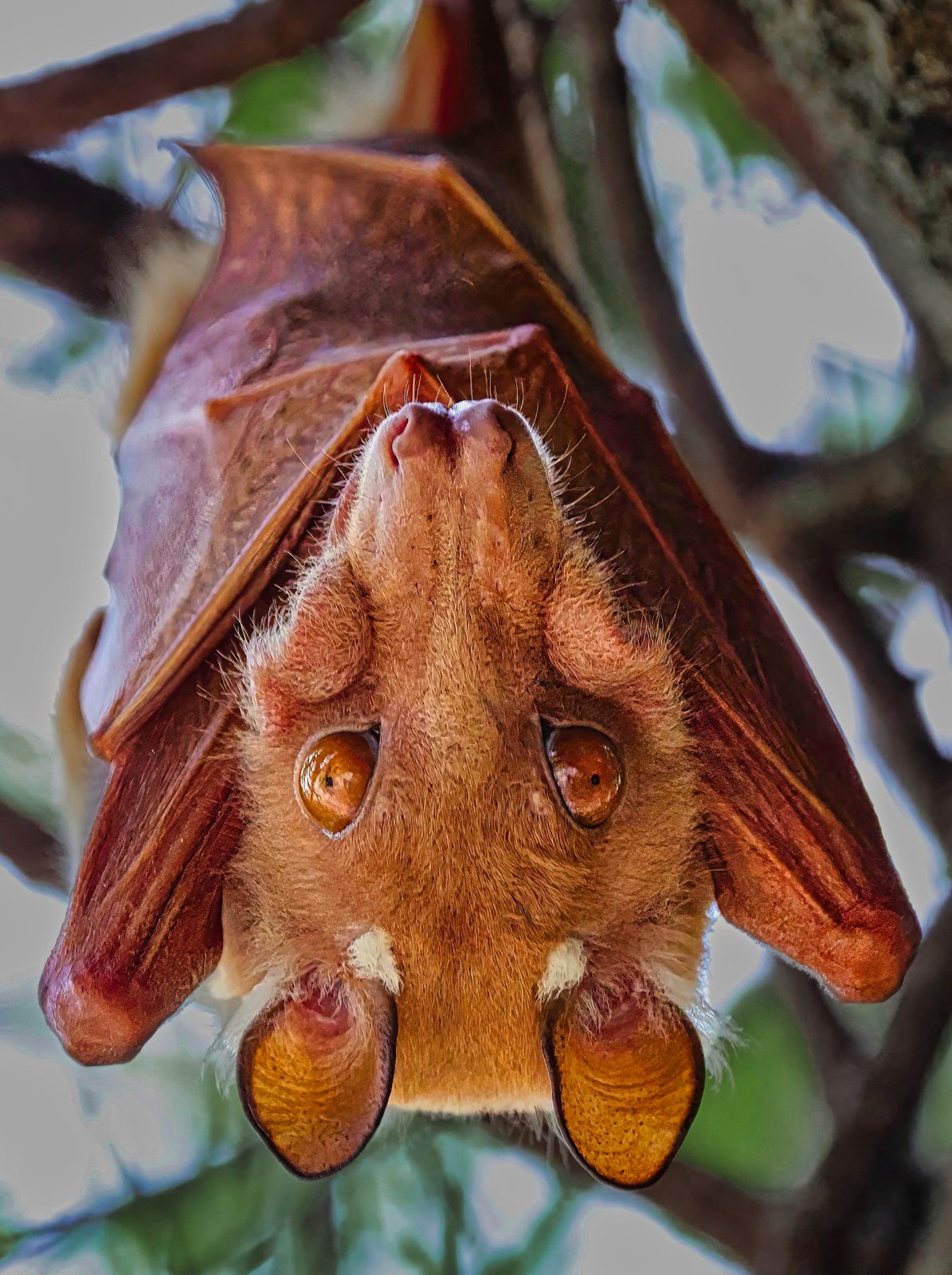 Epauletted fruit bat, roosting, Zimbabwe