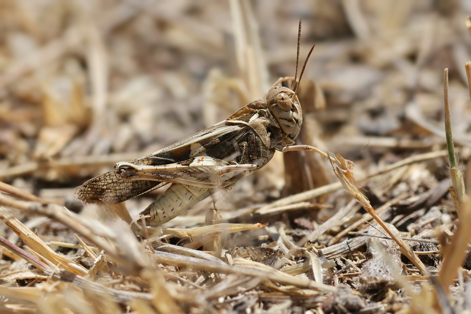Grasshopper, camouflaged, Zimbabwe