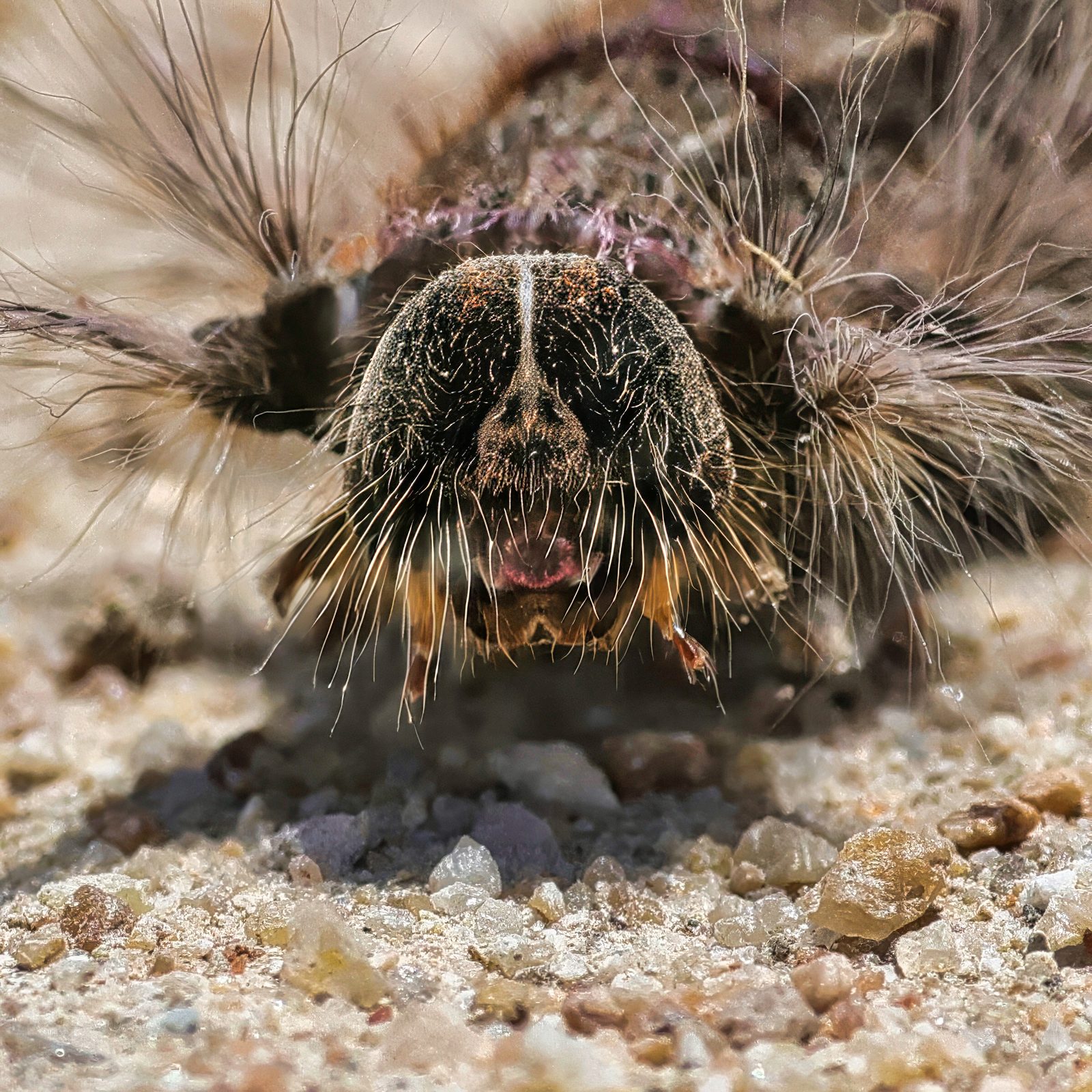 Hairy caterpillar, head-on, Zimbabwe