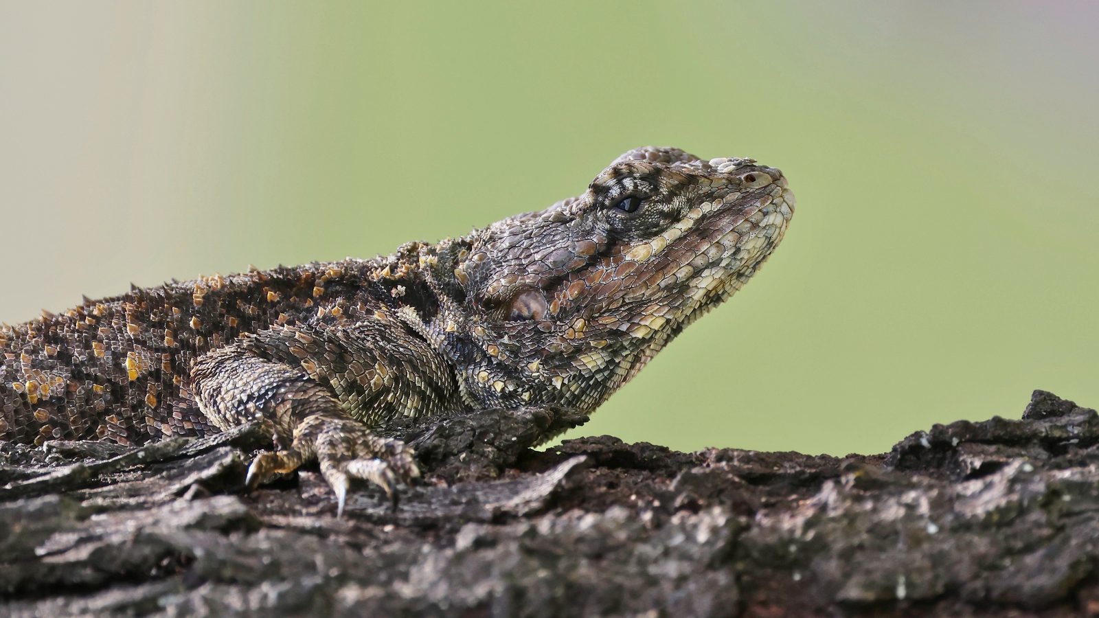 Lizard, basking on a log (ID unconfirmed), Zimbabwe