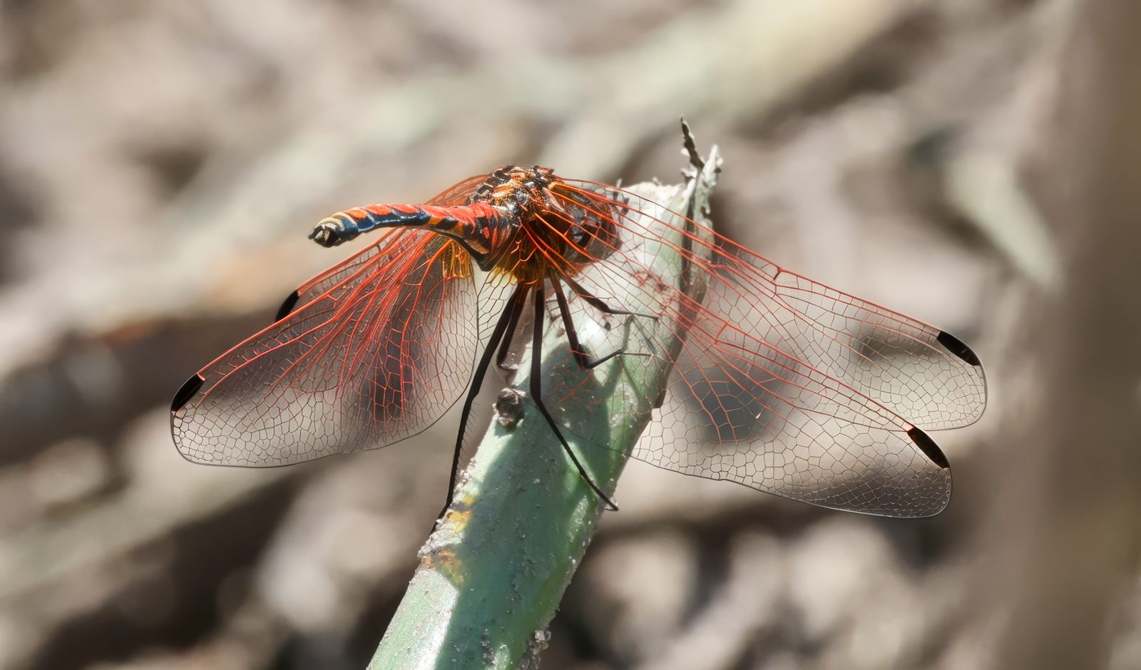 Red dragonfly, perched, Zimbabwe