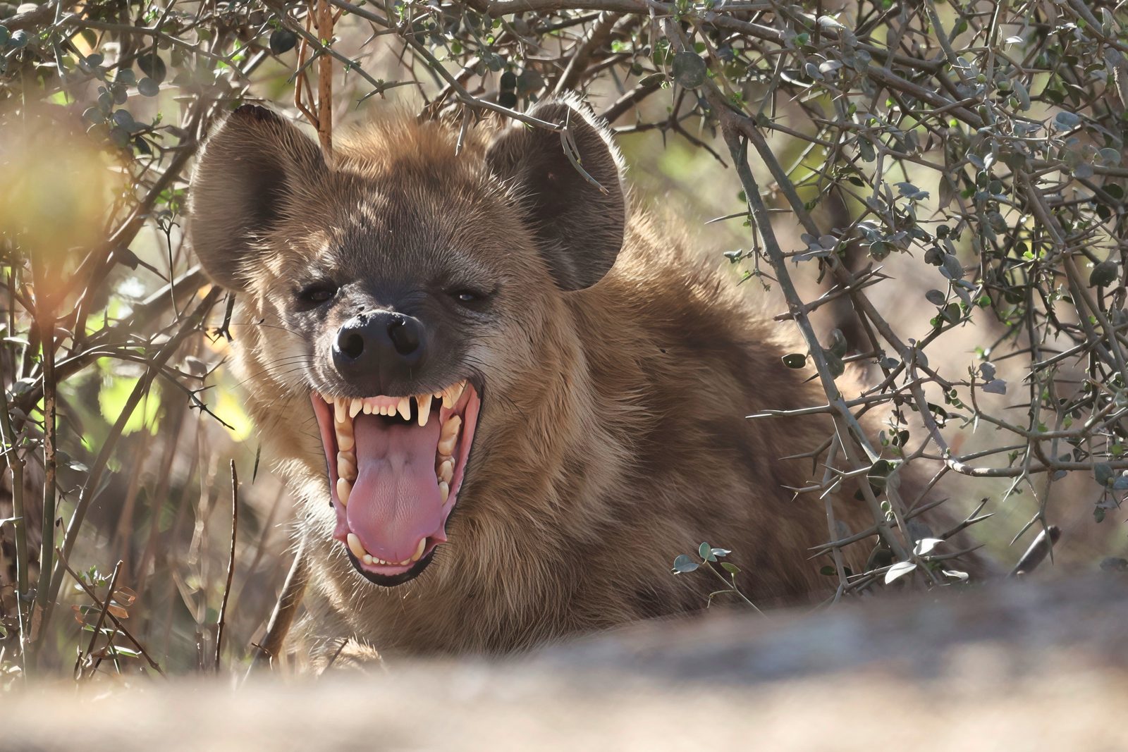 Spotted hyena, open-mouthed, Zimbabwe