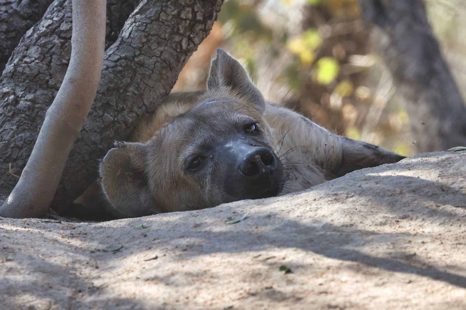 Spotted hyena, resting at the den, Zimbabwe