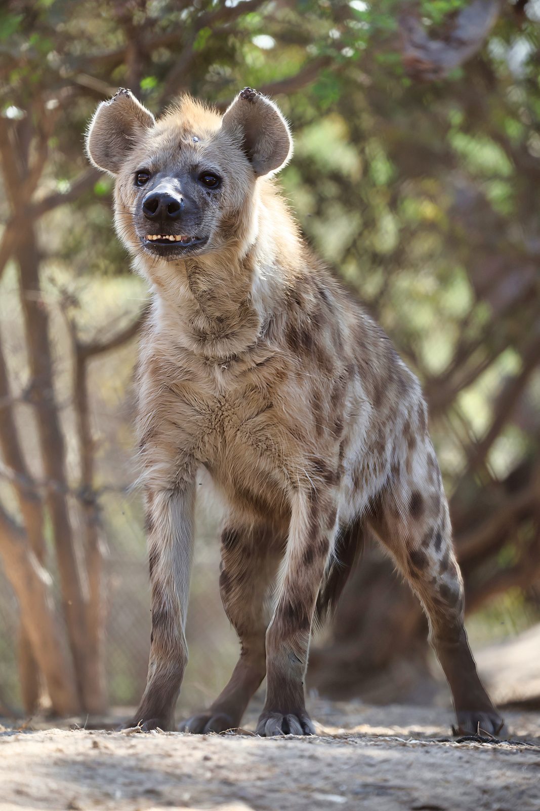 Spotted hyena, standing, Zimbabwe