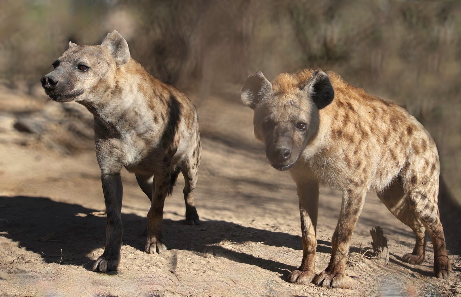 Spotted hyenas, pair, Zimbabwe