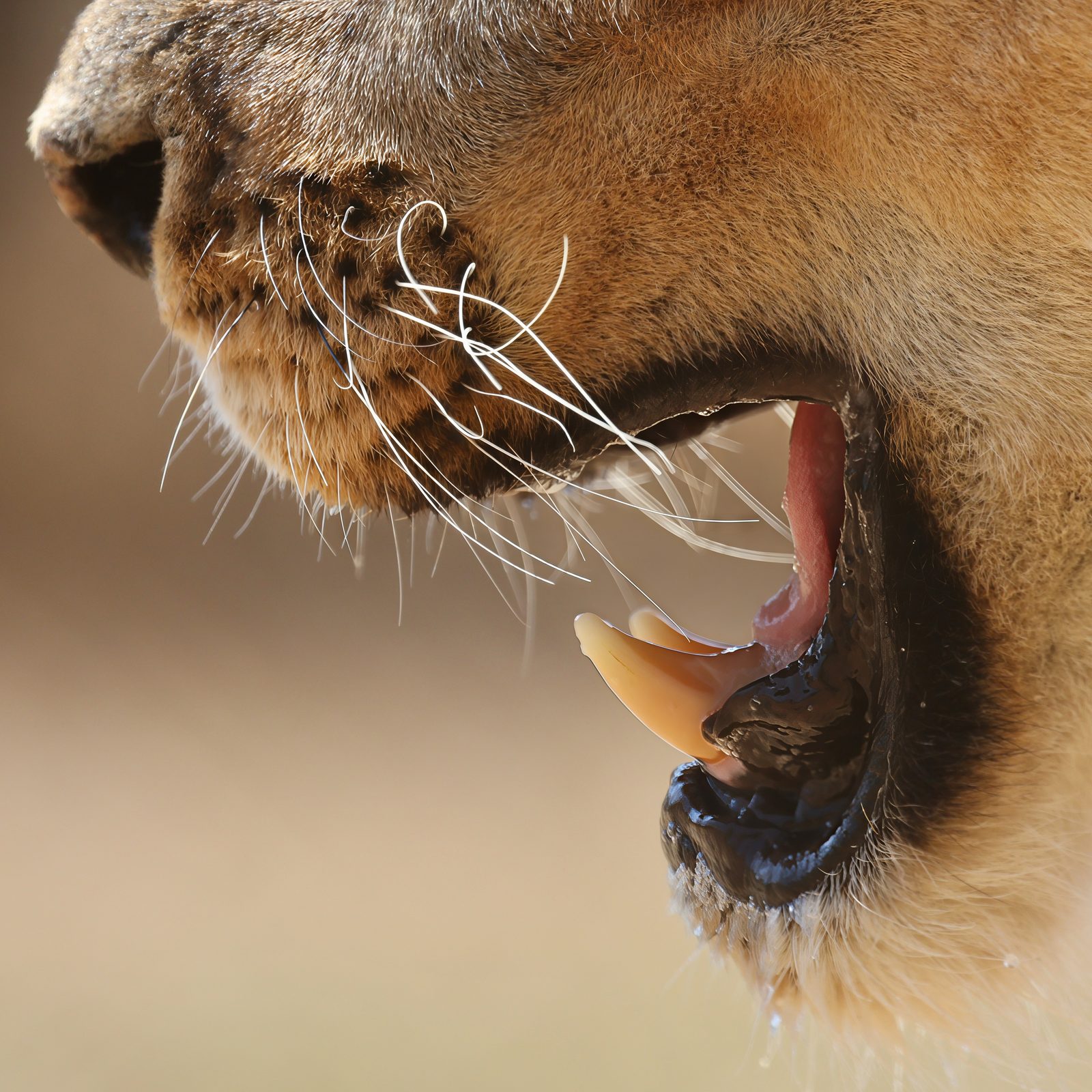 Male lion, canine detail · pre-release, Zimbabwe