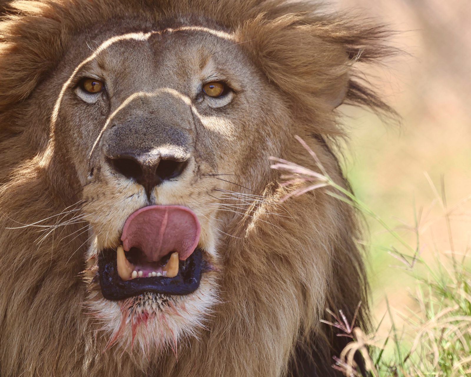 Male lion, licking lips after feeding · pre-release, Zimbabwe