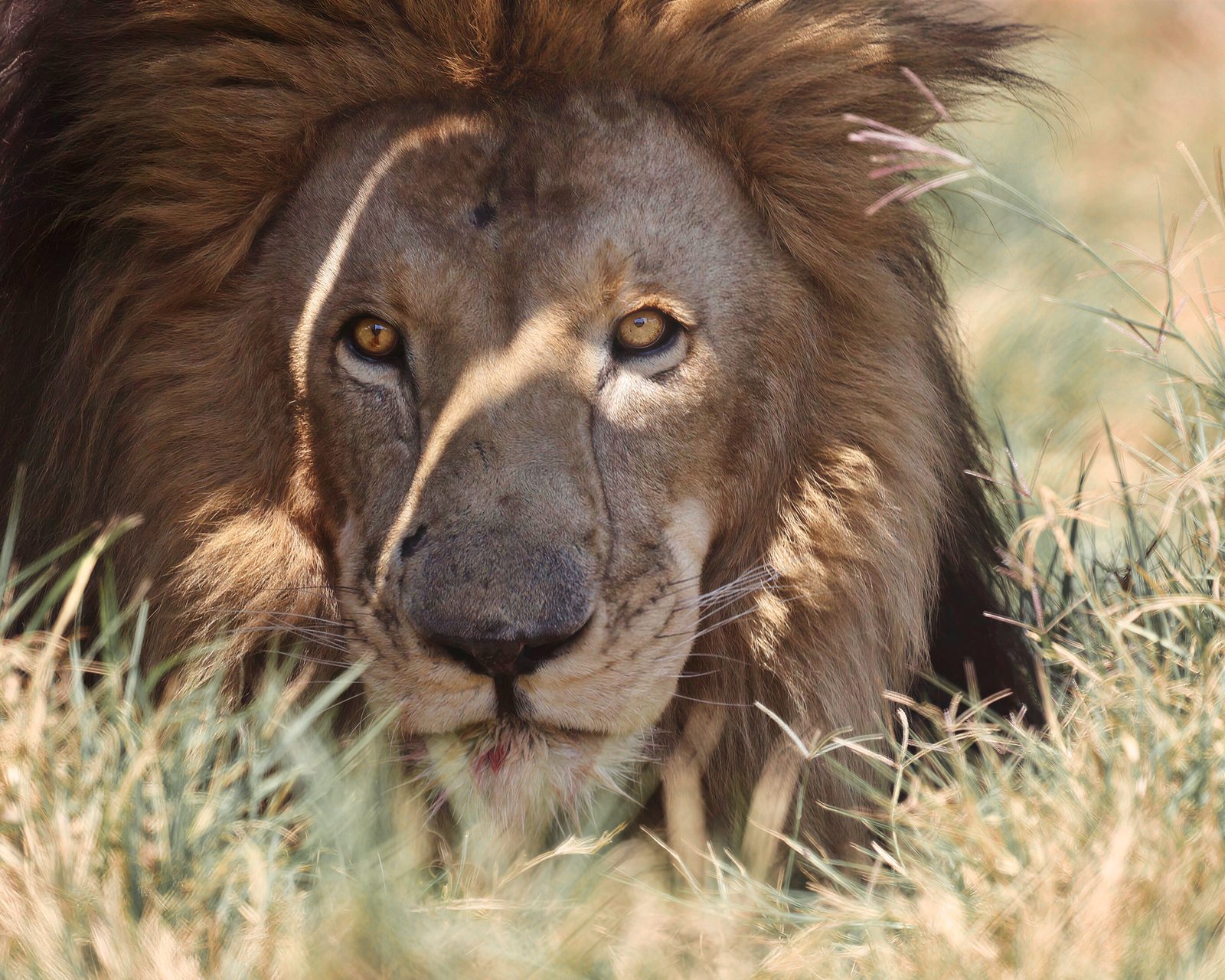 Male lion, lying in grass · pre-release, Zimbabwe