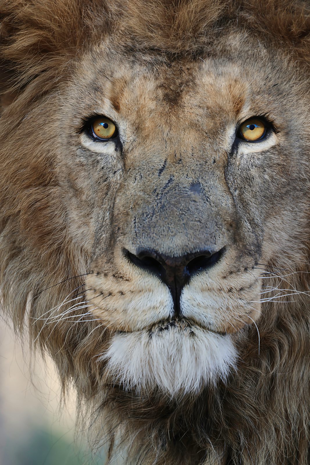 Male lion, direct gaze · pre-release, captive-bred, Zimbabwe
