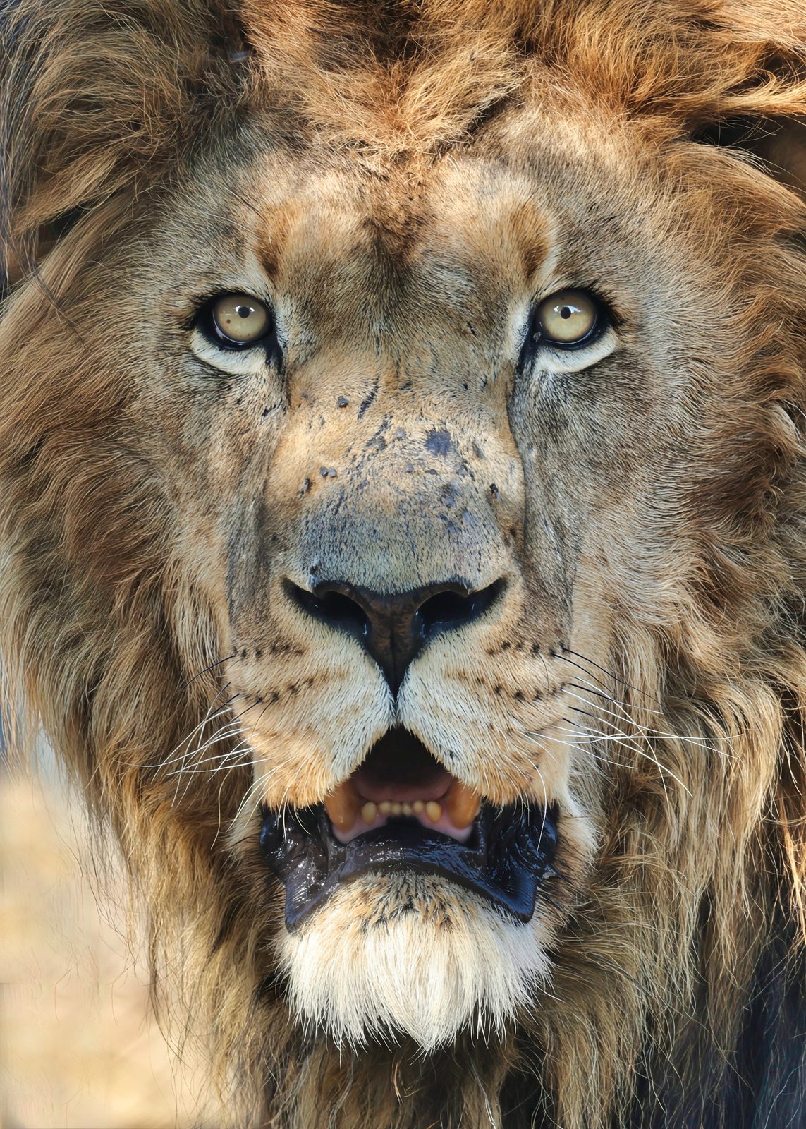 Male lion, mouth open · pre-release, captive-bred, Zimbabwe