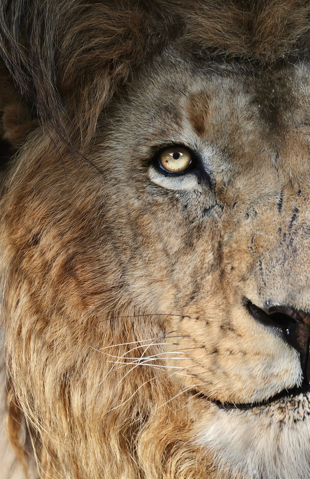 Male lion, scarred face, close-up · pre-release, Zimbabwe