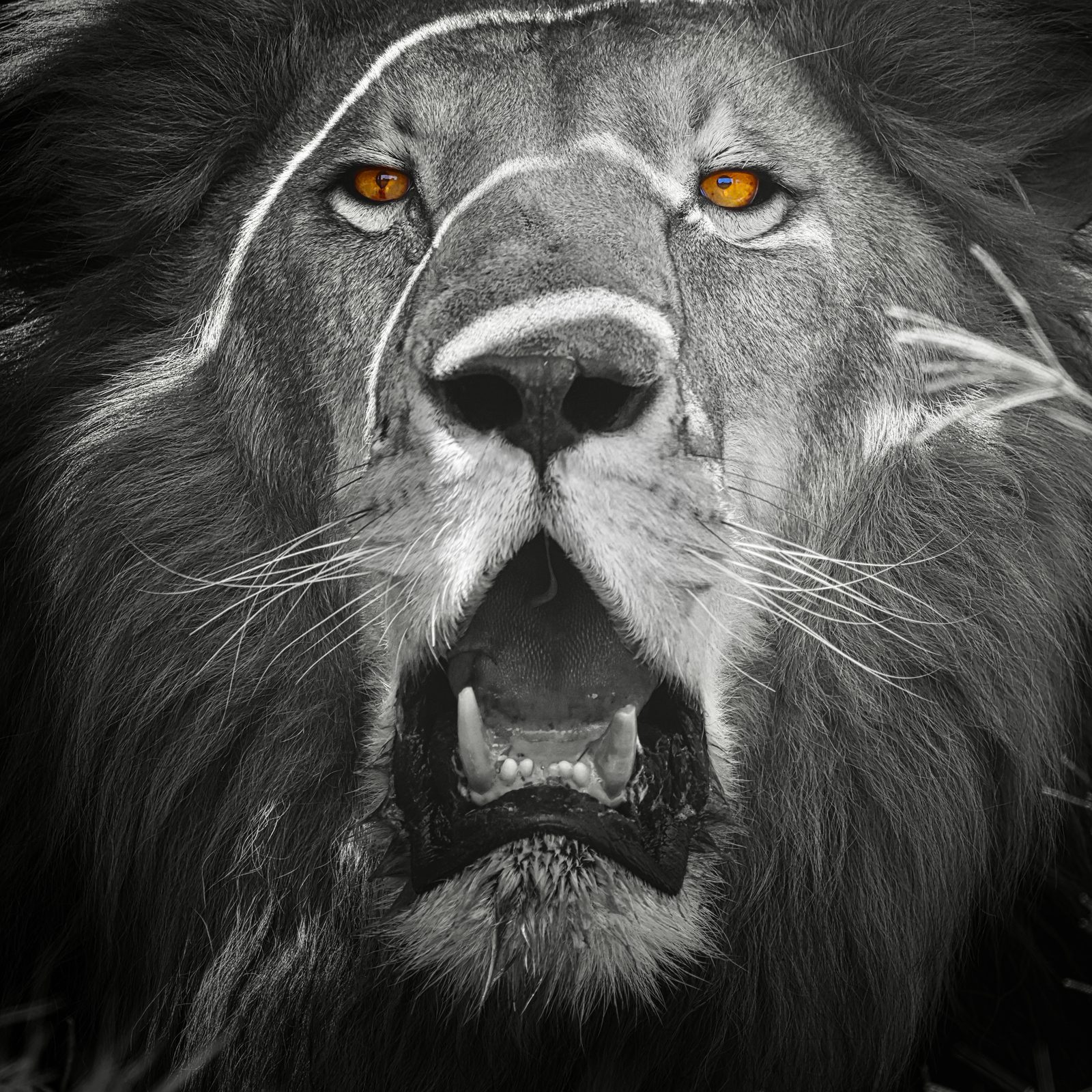 Male lion, snarl, black and white · pre-release, Zimbabwe