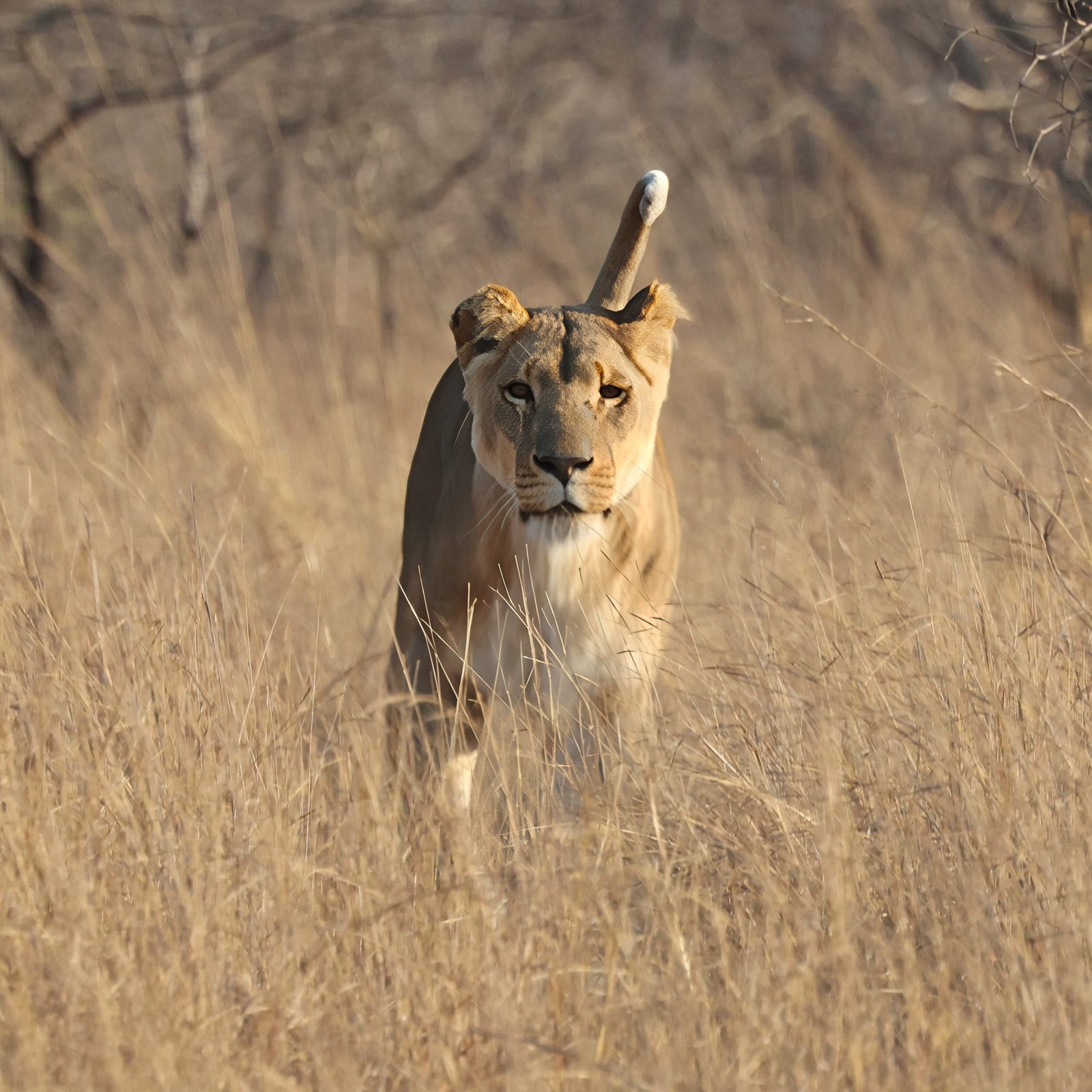Lioness, approaching, tail raised · pre-release, Zimbabwe