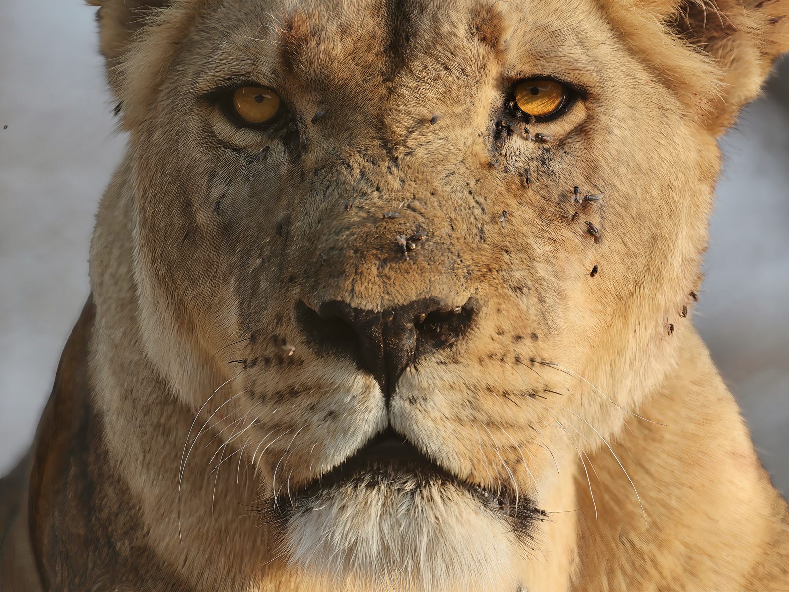 Lioness, close portrait · pre-release, Zimbabwe