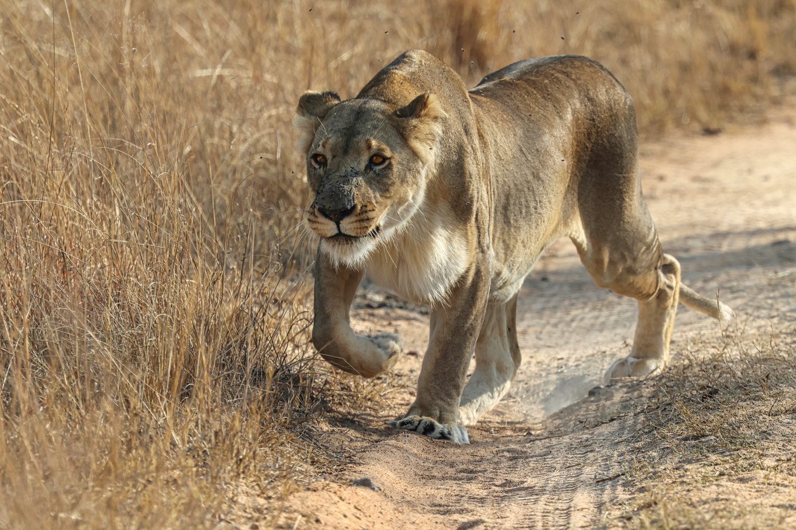 Lioness, on the track · pre-release, Zimbabwe
