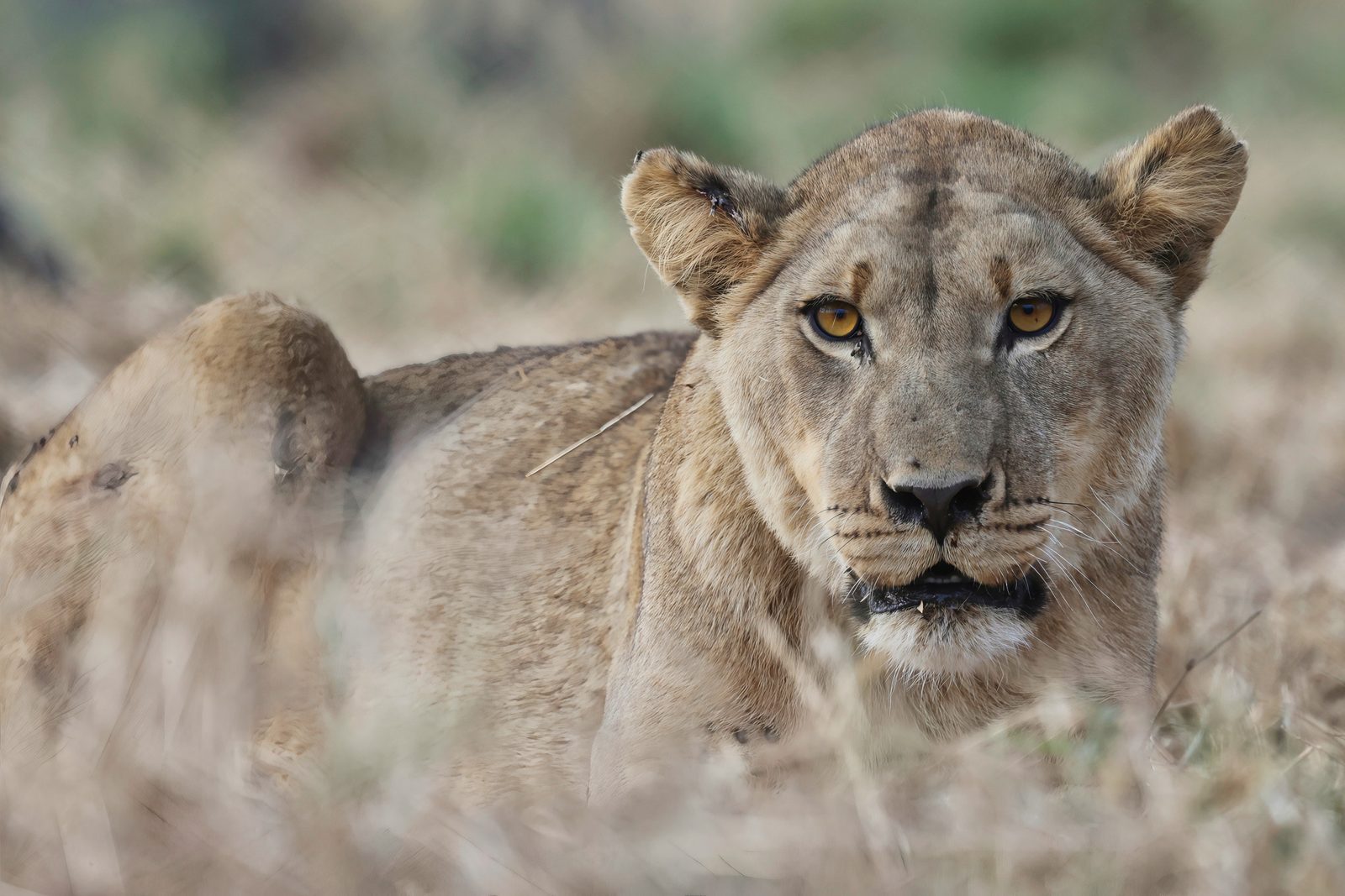Lioness, resting portrait · pre-release, Zimbabwe