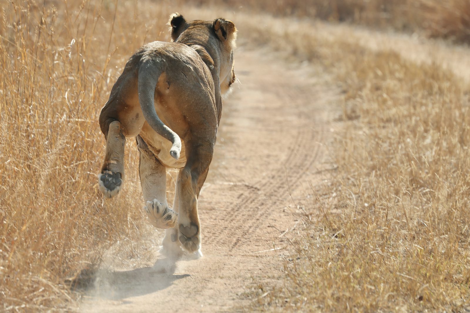 Lioness, running down the track · pre-release, Zimbabwe
