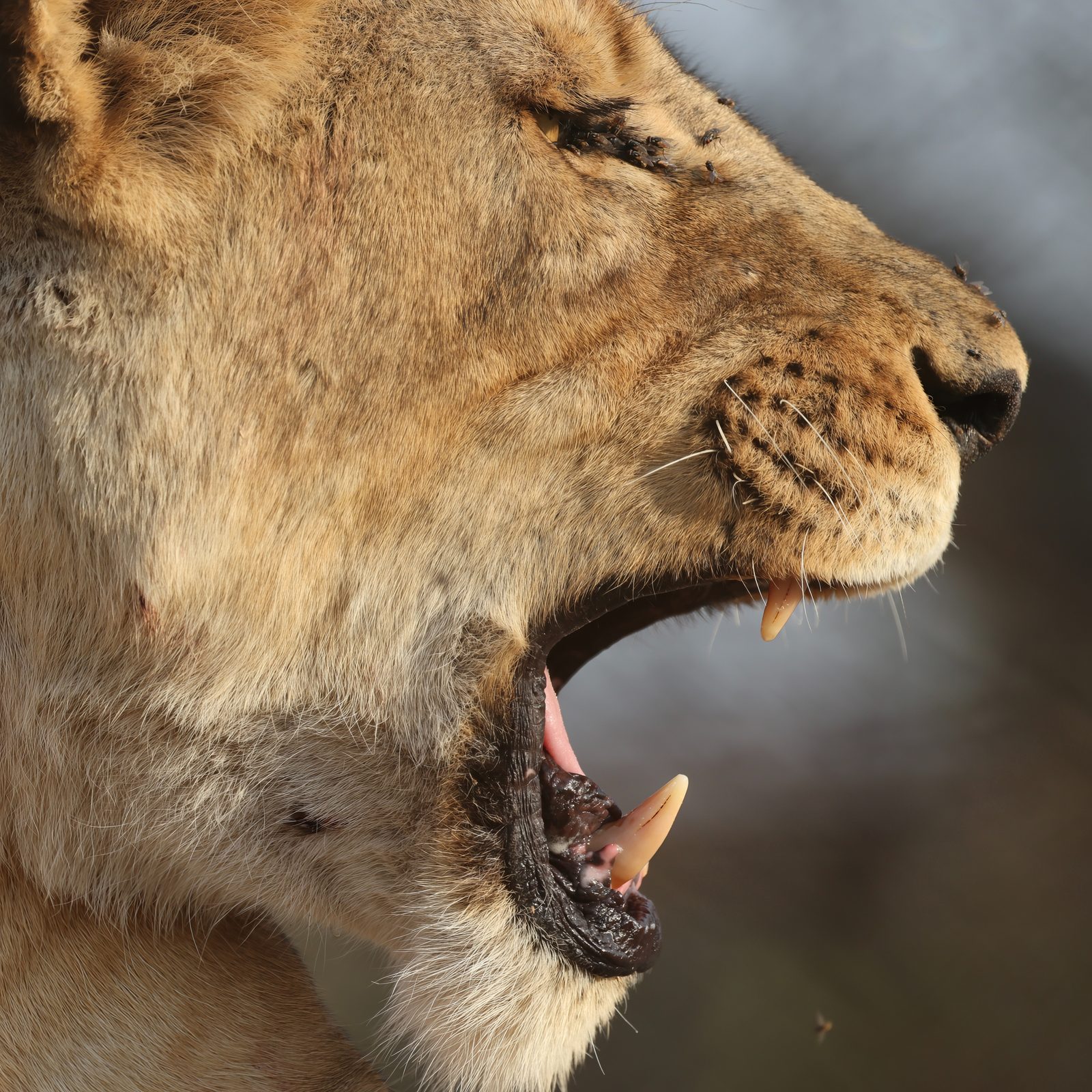 Lioness, snarl in profile · pre-release, Zimbabwe