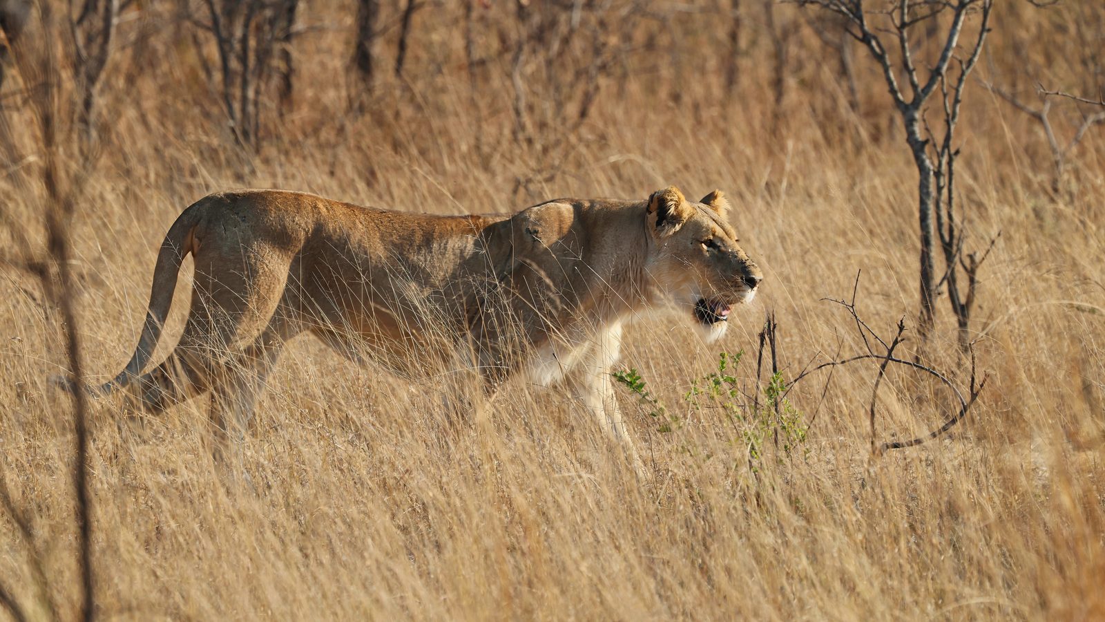 Lioness, stalking through dry grass · pre-release, Zimbabwe