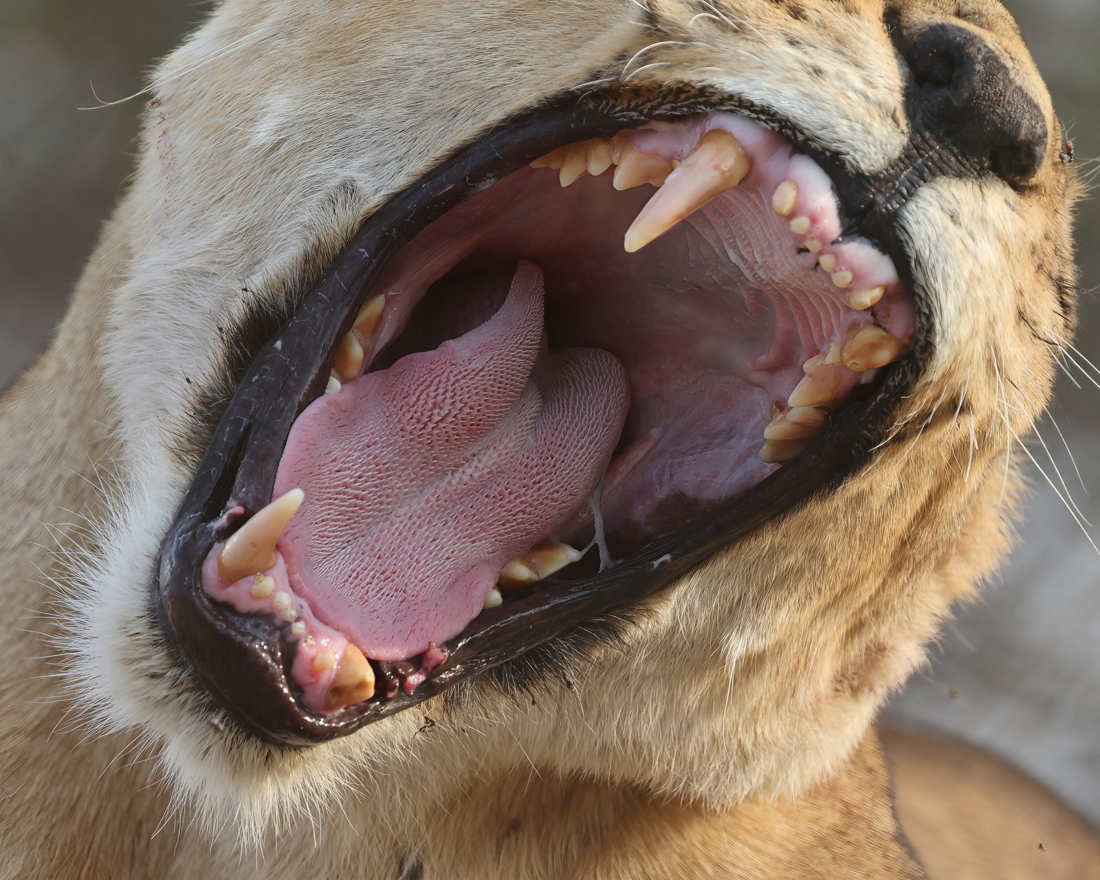 Lioness, yawn detail · pre-release, Zimbabwe