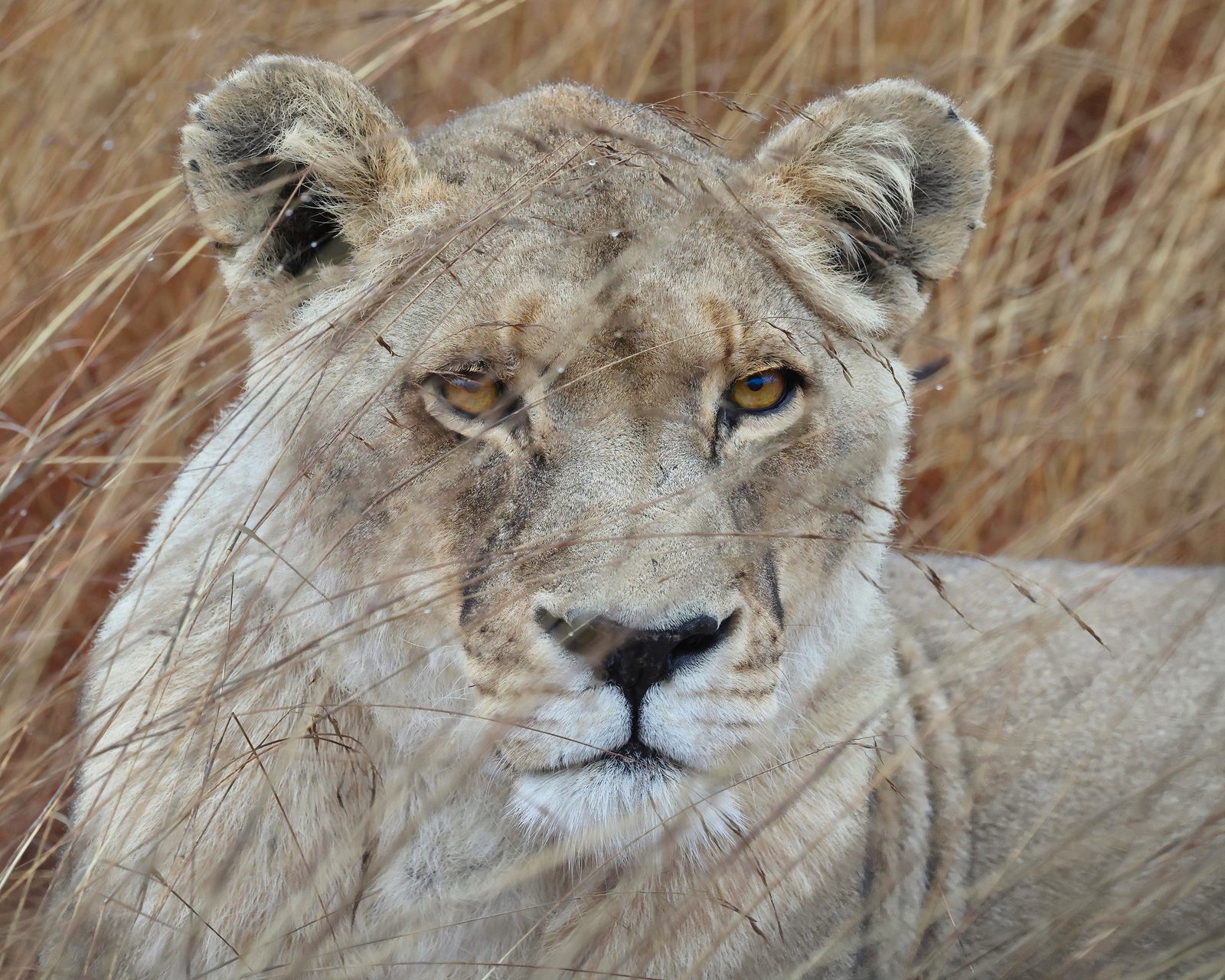 Lioness, portrait in grass · release pride, Zimbabwe