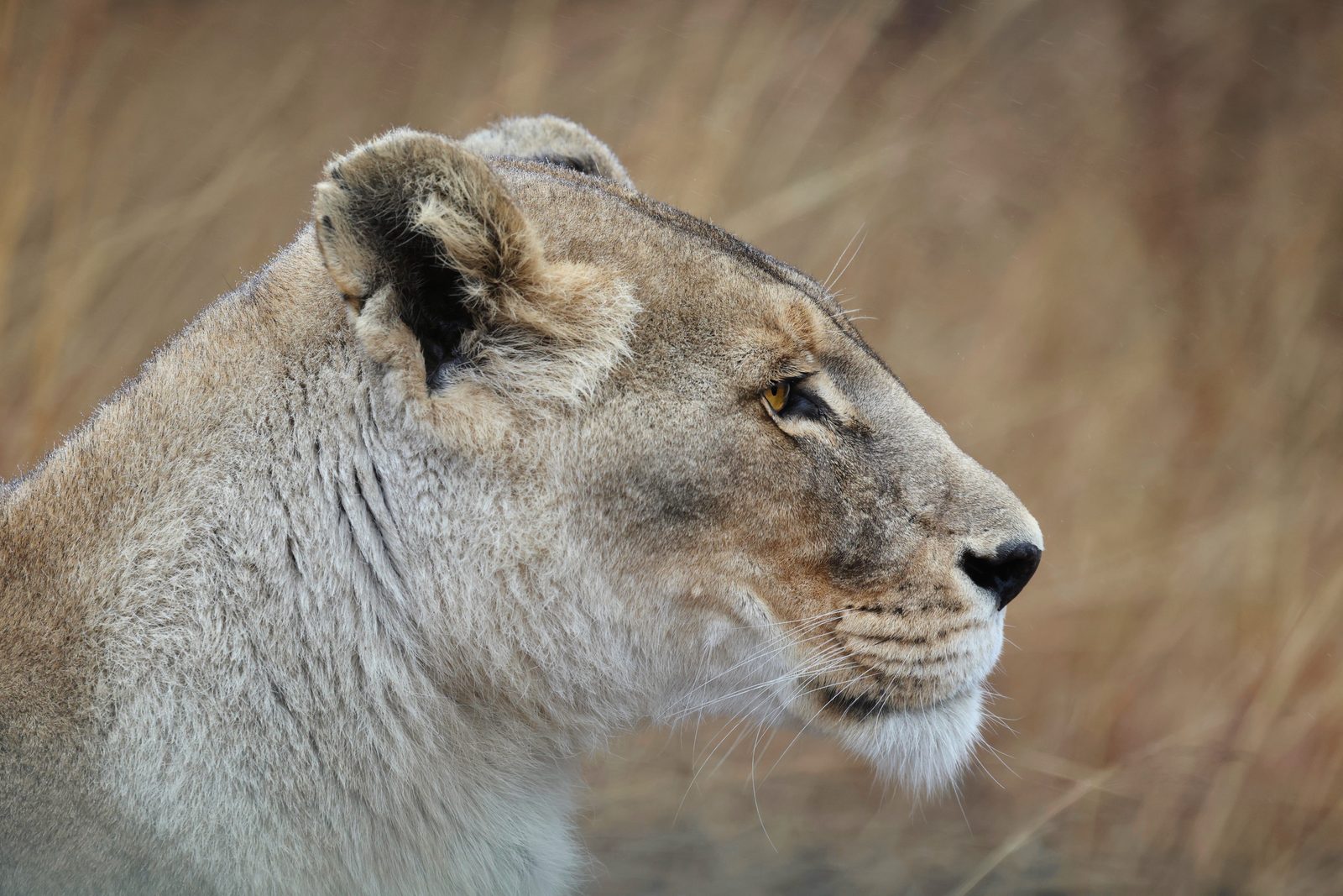 Lioness, profile · release pride, Zimbabwe