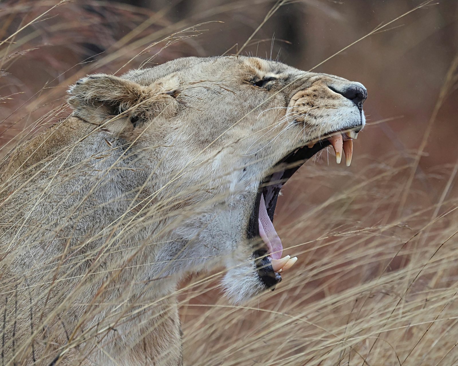 Lioness, mid-yawn · release pride, Zimbabwe