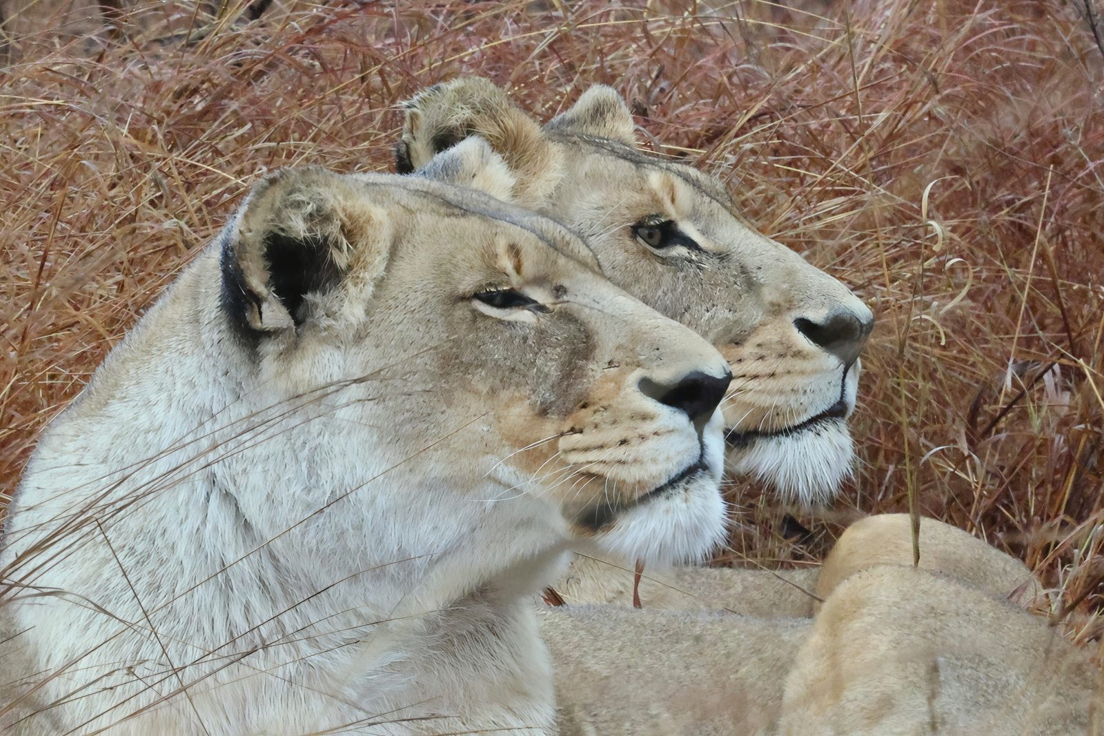 Lionesses, resting pair · release pride, Zimbabwe