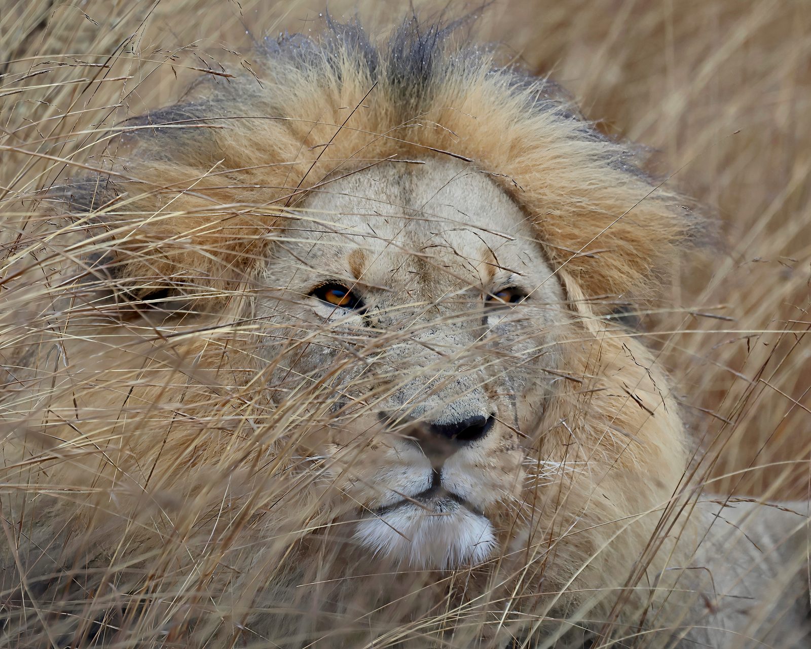 Male lion, face in long grass · release pride, Zimbabwe