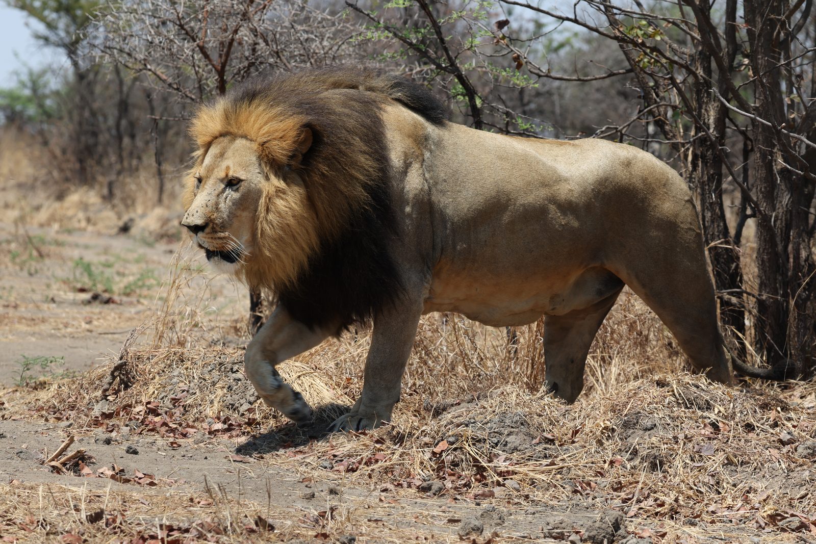 Male lion, on patrol · release pride, Zimbabwe