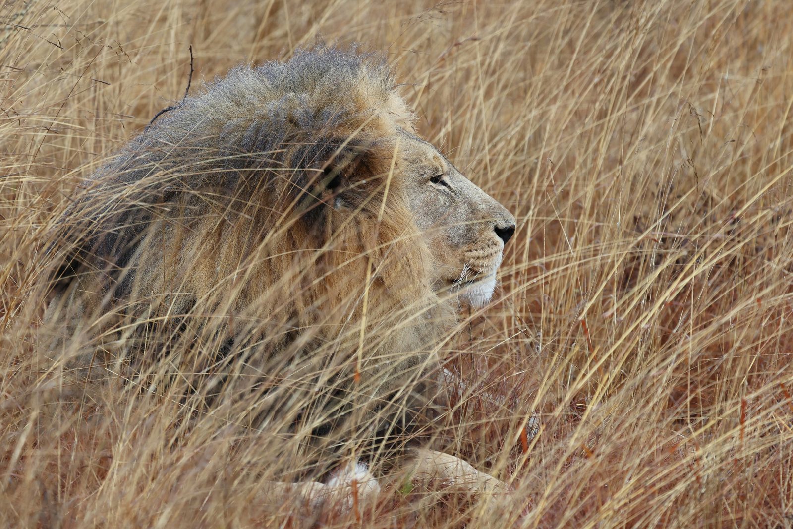 Male lion, profile in grass · release pride, Zimbabwe
