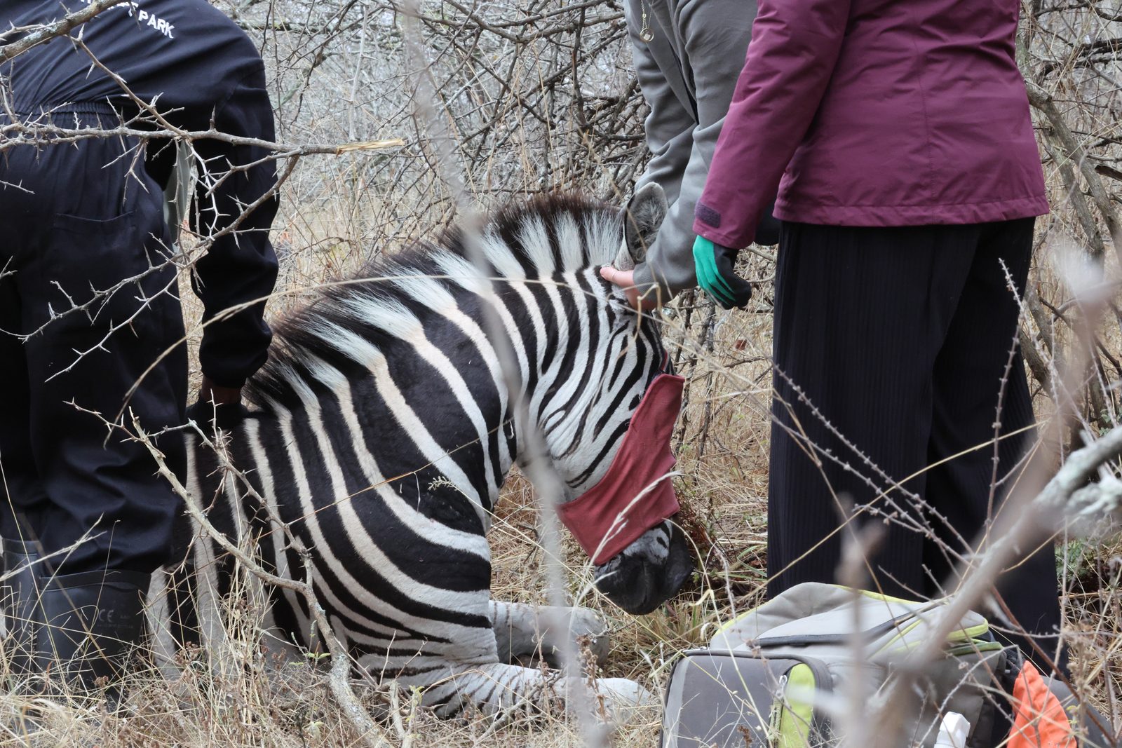 Recapture: zebra blindfolded after darting, Zimbabwe
