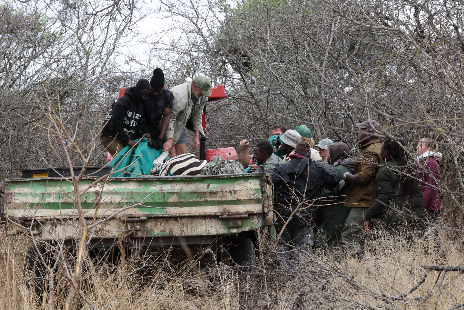 Recapture: loading the zebra, Zimbabwe