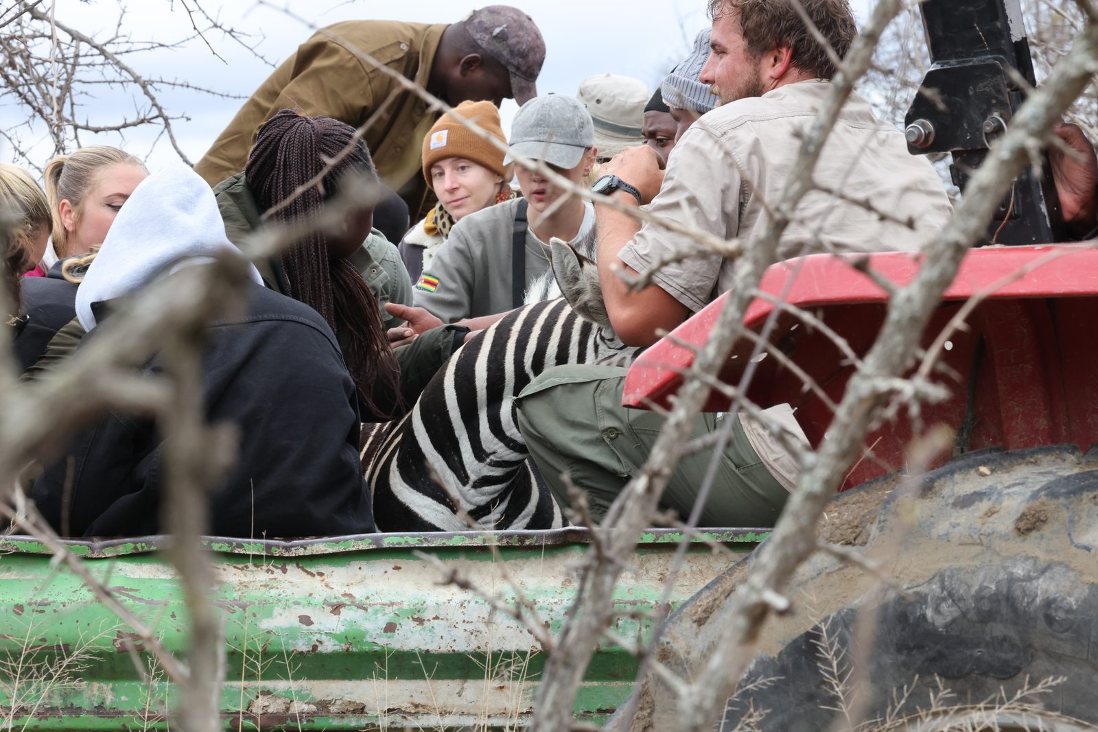 Recapture: the team with the zebra on the trailer, Zimbabwe