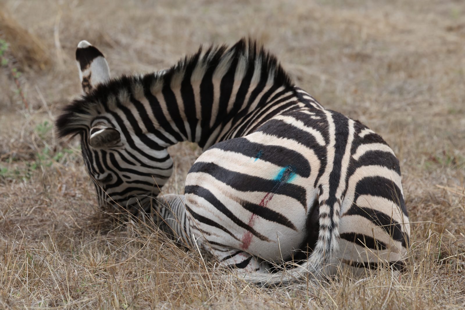 Recapture: zebra recovering, Zimbabwe