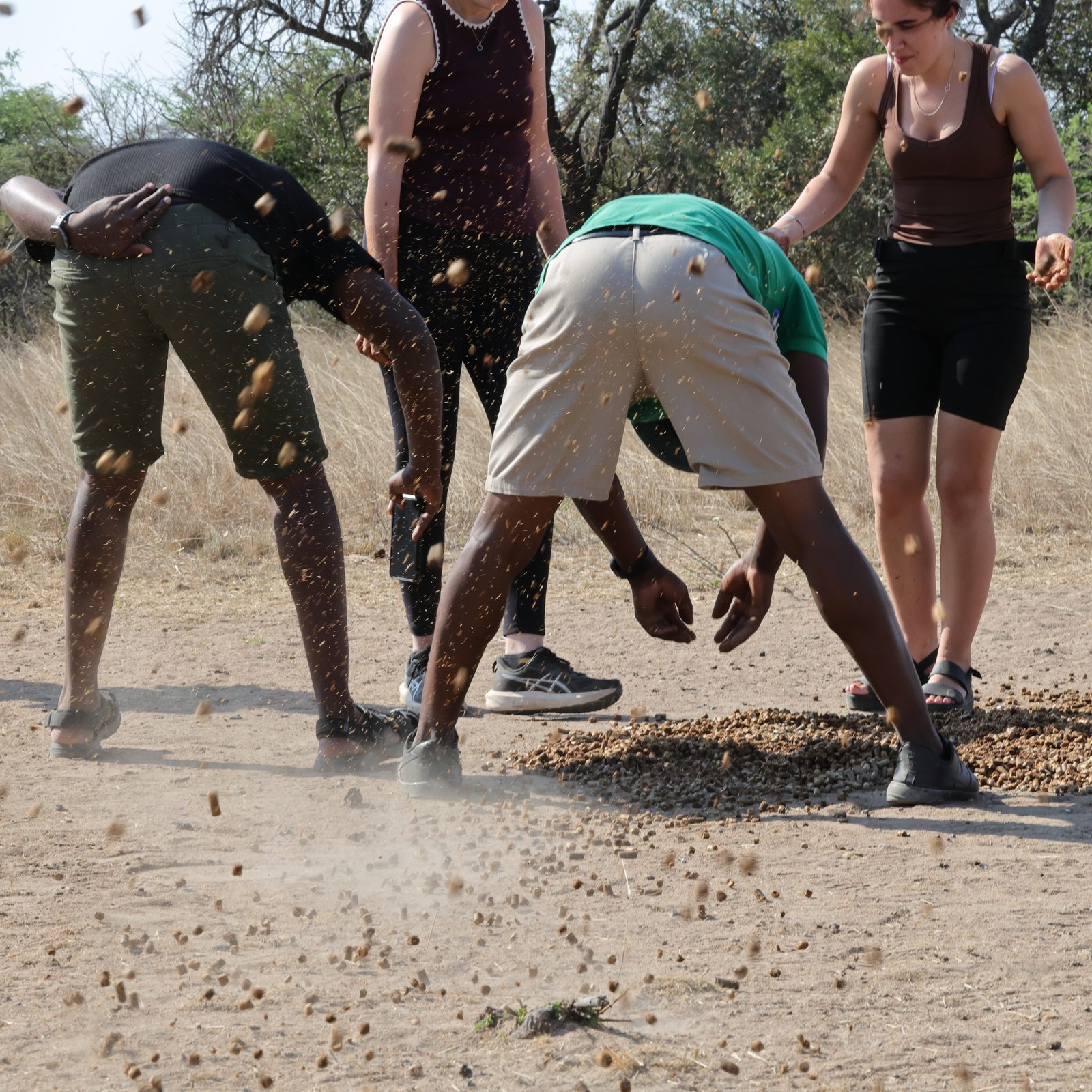 Feeding station: pellets mid-throw, Zimbabwe