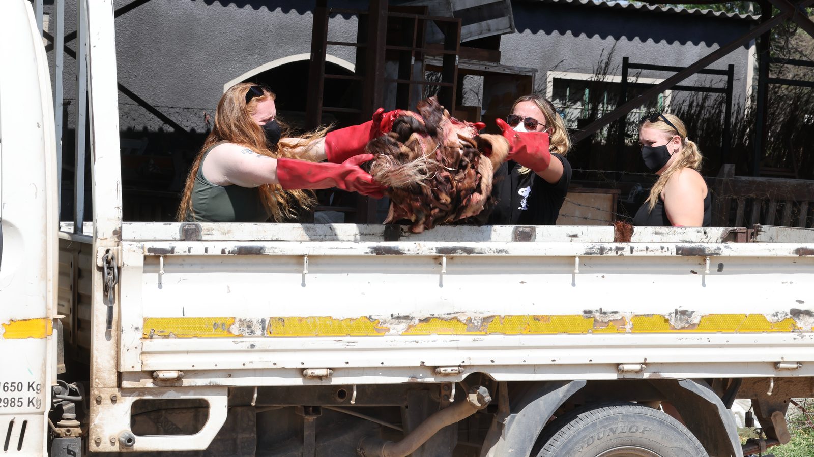 Meat prep: loading the truck for the pre-release lions, Zimbabwe