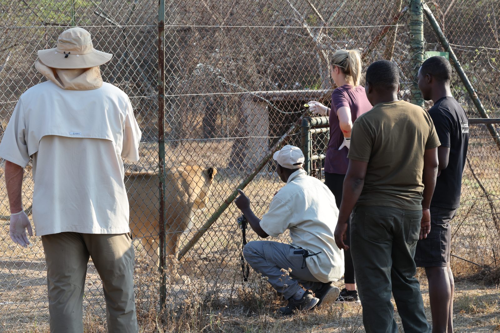Tick spraying: handlers at the wire, Zimbabwe