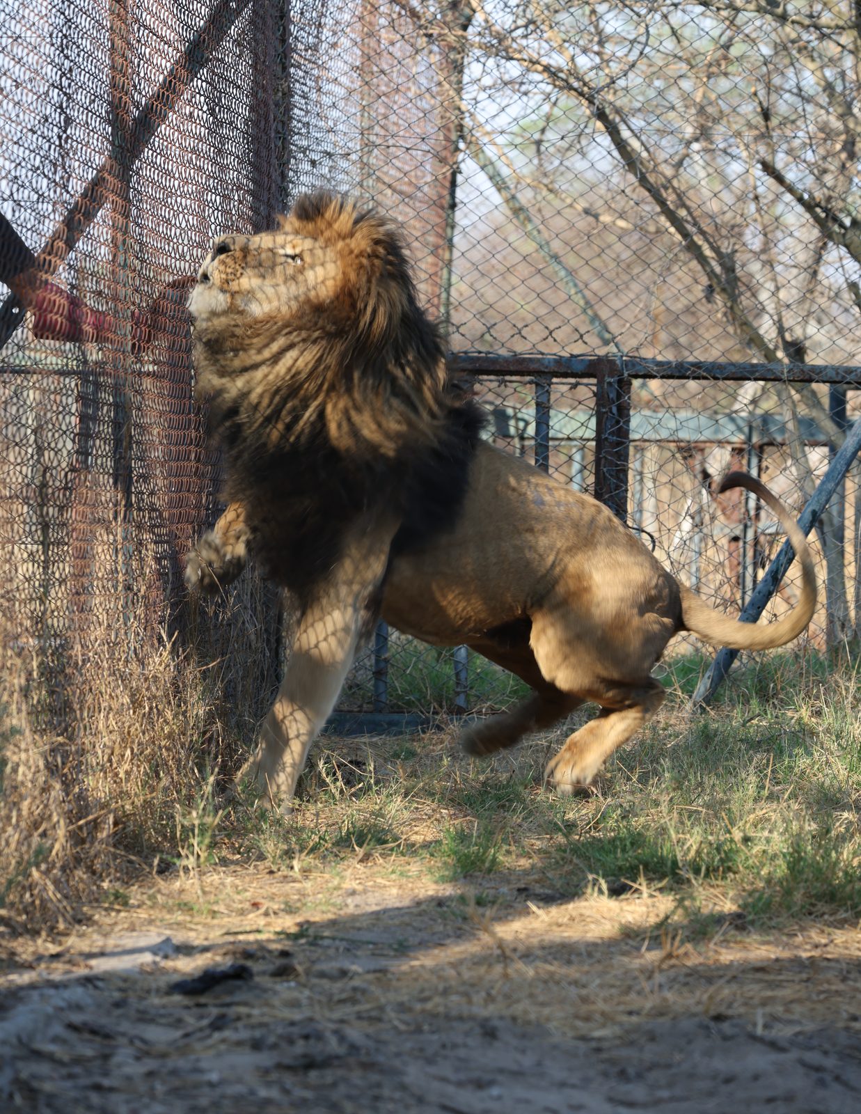 Tick spraying: a male lion lunges at the fence, Zimbabwe