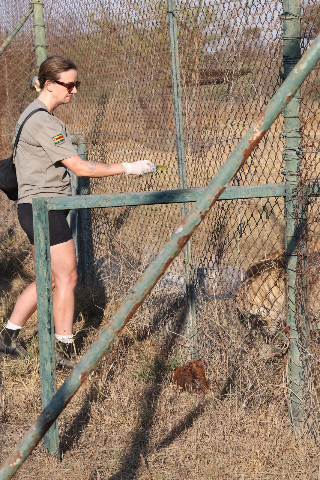 Tick spraying: volunteer at the enclosure, Zimbabwe